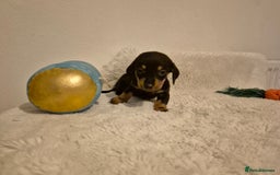 Miniature Dachshund dogs for sale: ❤️ 🐕 Miniature Dachshunds  - Image 30
