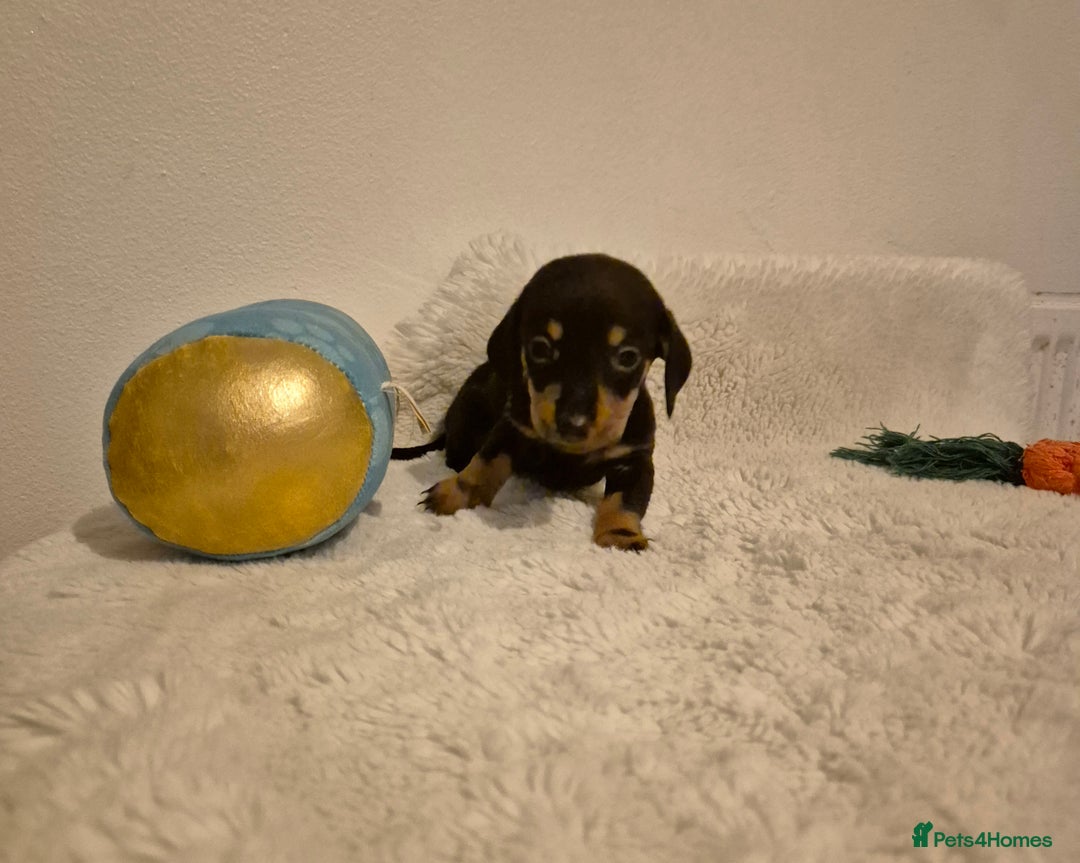 Miniature Dachshund dogs for sale: ❤️ 🐕 Miniature Dachshunds  - Image 30