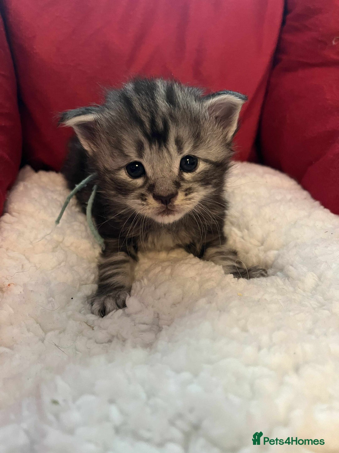 Maine Coon cats for sale: Pure Maine Coon Kittens - Advert 31