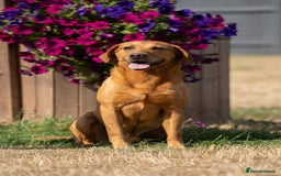 Labrador Retriever dogs for stud: KC Reg Handsome Fox Red for Stud - 0/0 Hips - Image 2
