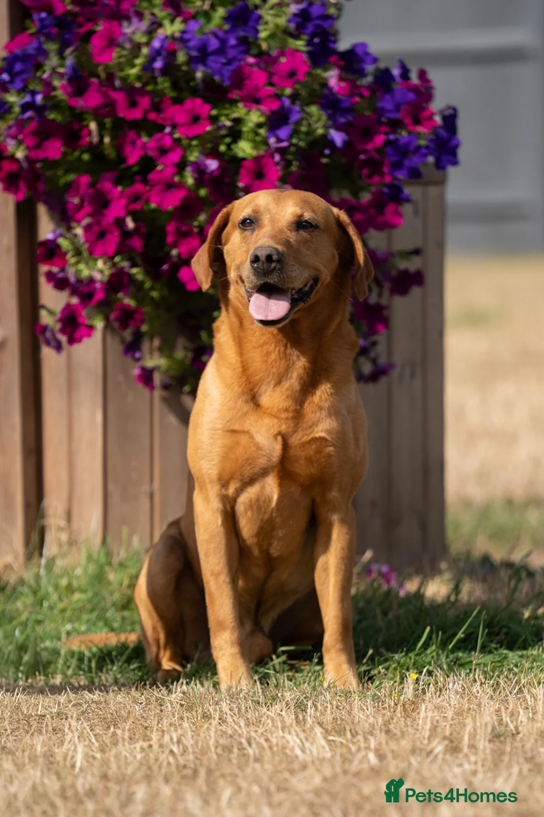 Labrador Retriever dogs for stud: KC Reg Handsome Fox Red for Stud - 0/0 Hips - Advert 2
