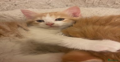 Mixed Breed cats 2 Female Fluffy Half Maine Coon kittens left - Advert 1