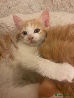Mixed Breed cats 2 Female Fluffy Half Maine Coon kittens left - Advert 1