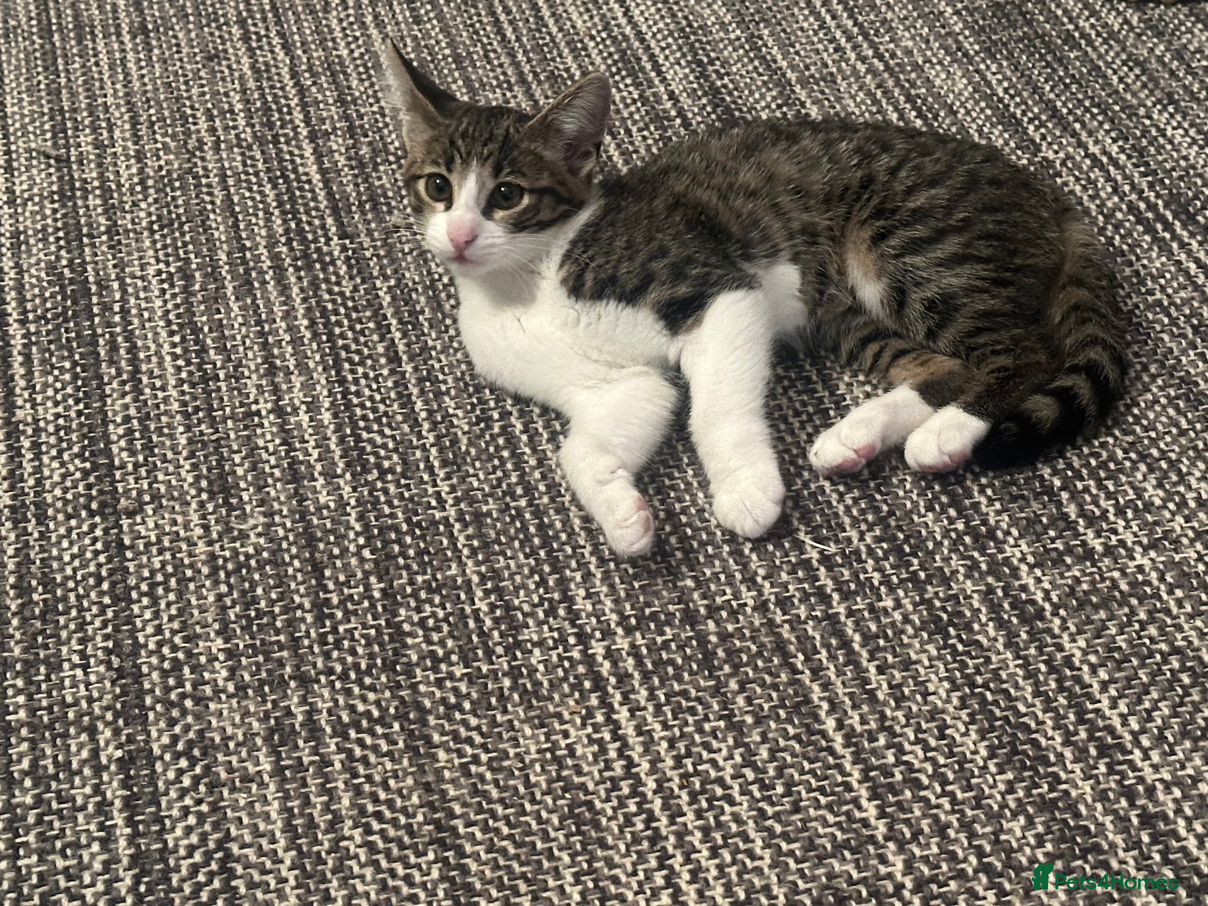 Mixed Breed cats Elegant little lady  - Advert 13