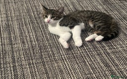 Mixed Breed cats for sale: Savannah F2 Cross - Image 1
