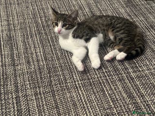 Mixed Breed cats for sale: Elegant little lady - Advert 1