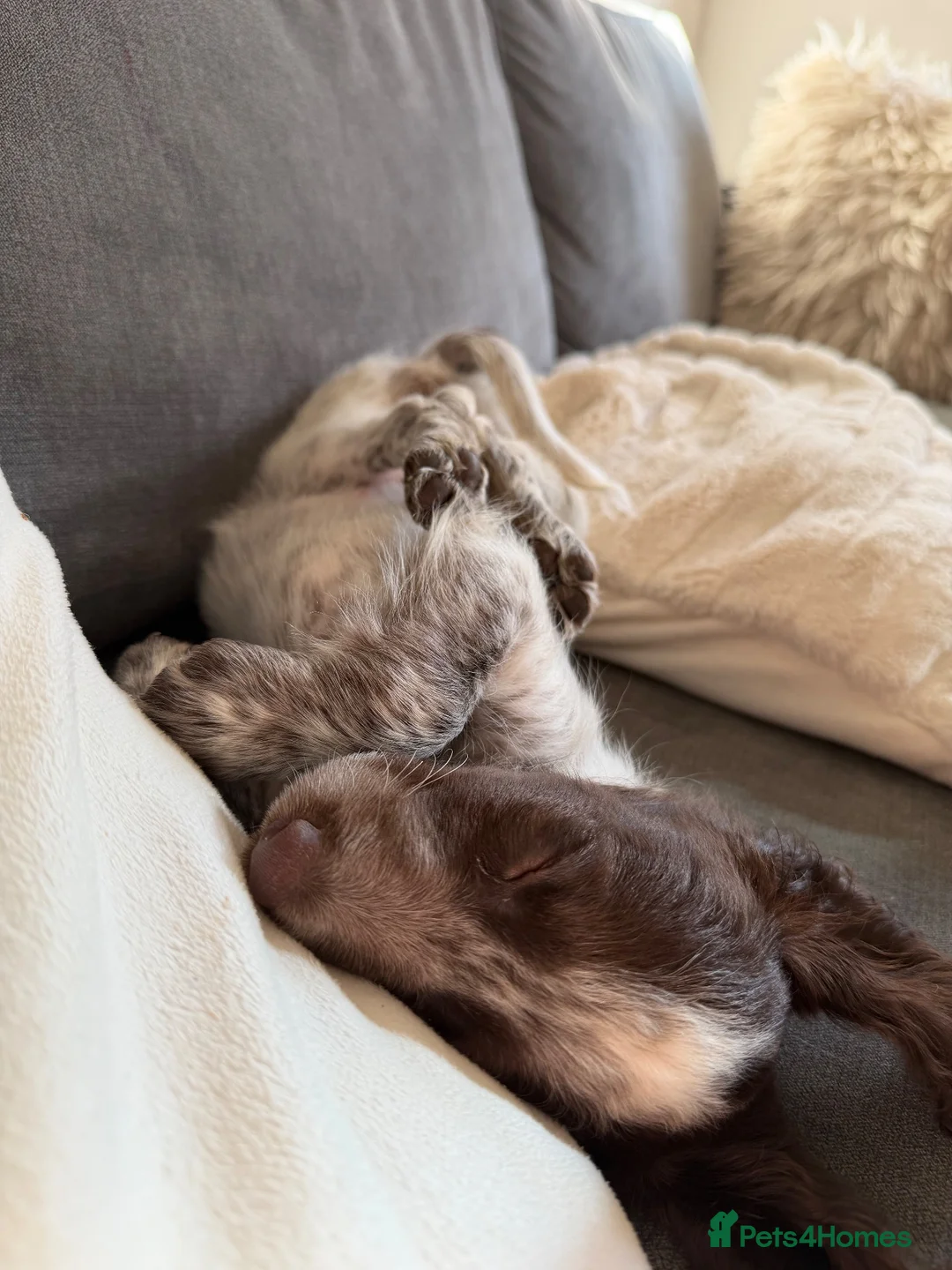 Cockapoo dogs for sale: Cockapoo puppy for sale🐾 - Advert 2