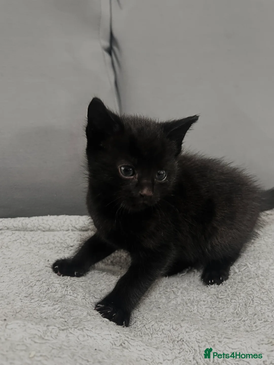 Mixed Breed cats for sale: black kittens  - Advert 10