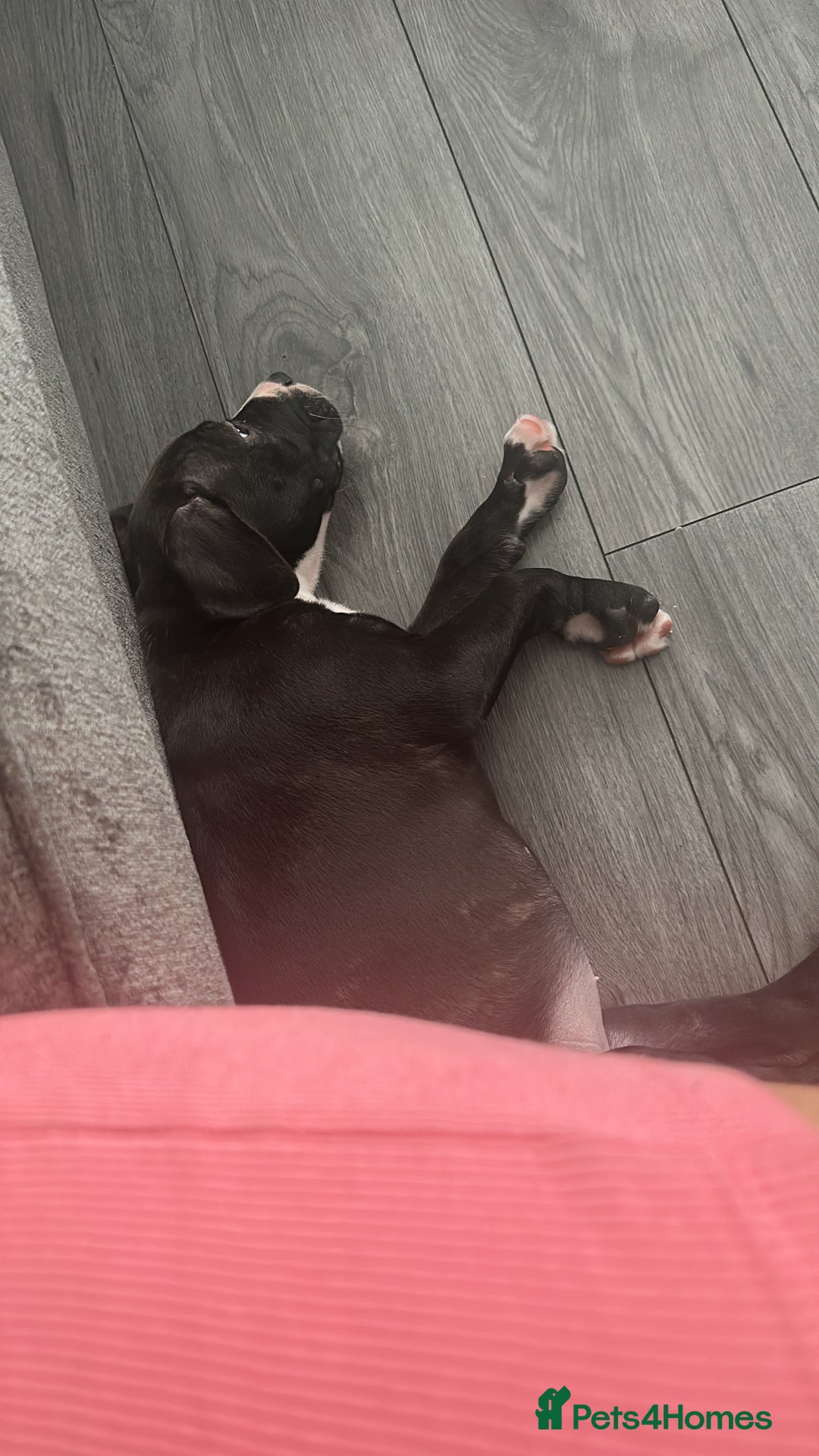 Staffordshire Bull Terrier dogs for sale: Puppy for sale she is 10 weeks old  - Advert 2