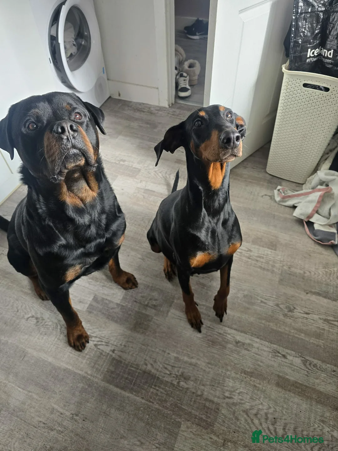 Dobermann dogs for sale: Rottermann puppies (Dobermann x Rottweiler) - Advert 7