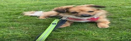 Mixed Breed dogs for adoption: Little Amber is waiting patiently for her new home - Advert 5