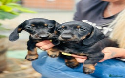 Miniature Dachshund dogs for sale: Wow what a stunning litter - Image 8