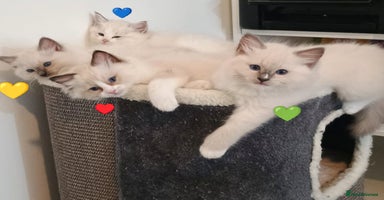 Ragdoll cats - Advert 2
