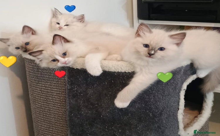 Ragdoll cats - Advert 1