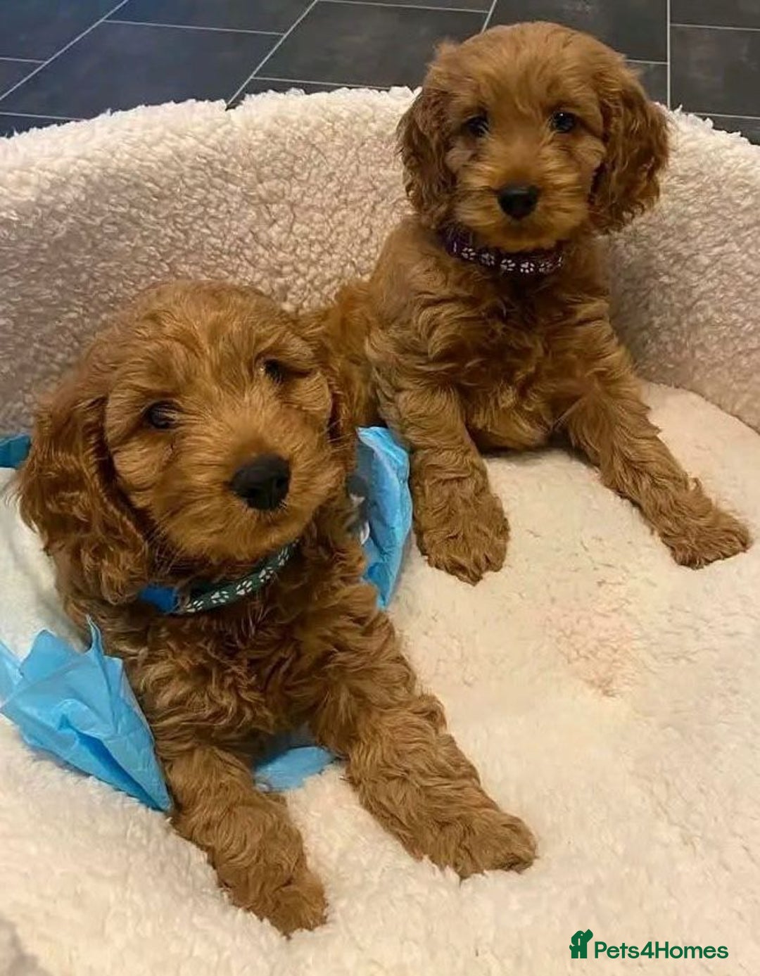 Cavapoo dogs for sale: Cavapoo puppies  - Advert 3
