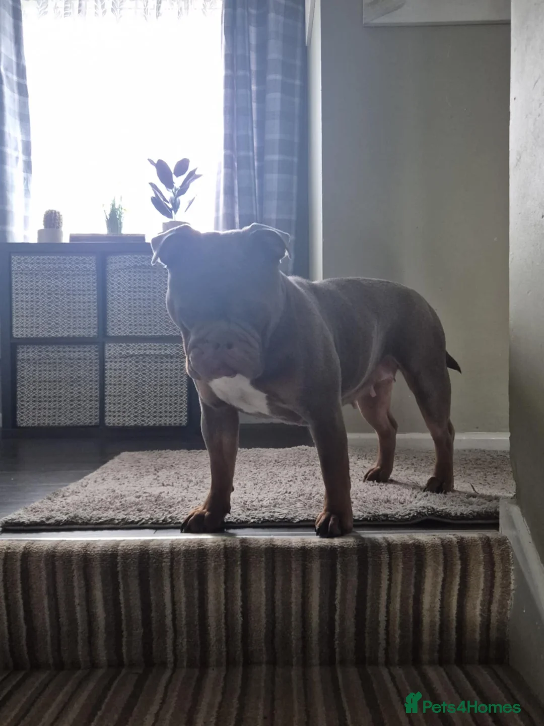 English Bulldog dogs for sale: Ottie - Advert 2