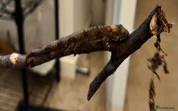 Gecko reptiles for sale: Bauers chameleon gecko  - Advert 3
