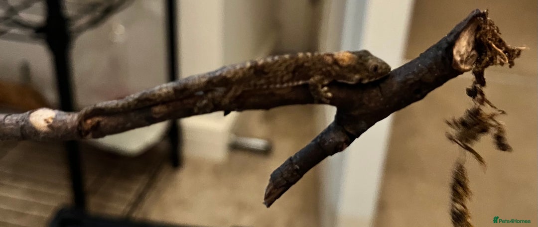 Gecko reptiles for sale: Bauers chameleon gecko  - Advert 3