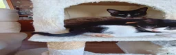 Mixed Breed cats for sale: Black and white kitten  - Advert 1