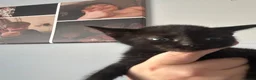 Mixed Breed cats for sale: 6 Beautiful Kittens in Faversham - Advert 5