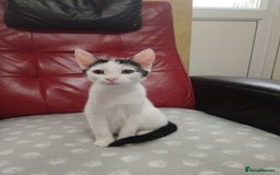 Mixed Breed cats for sale: Gorgeous fluffy sisters in Peterborough - Image 9