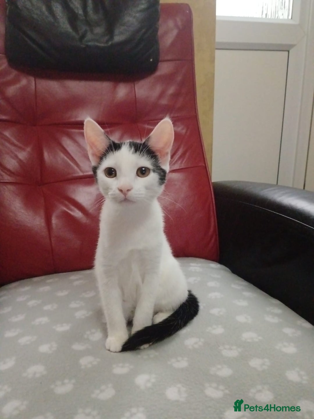Mixed Breed cats for sale: Gorgeous fluffy sisters in Peterborough - Image 9