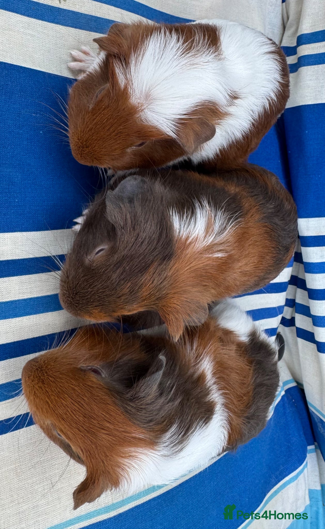 Guinea Pig rodents Guinea pig Tri coloured baby boars  - Advert 17