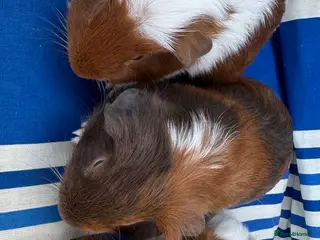 Guinea Pig rodents Guinea pig Tri coloured baby boars - Advert 17