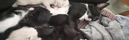 Mixed Breed cats for sale: Ragdoll X Bengal kittens - Advert 9