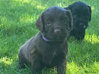 Sprocker dogs Sprocker puppies - Advert 1