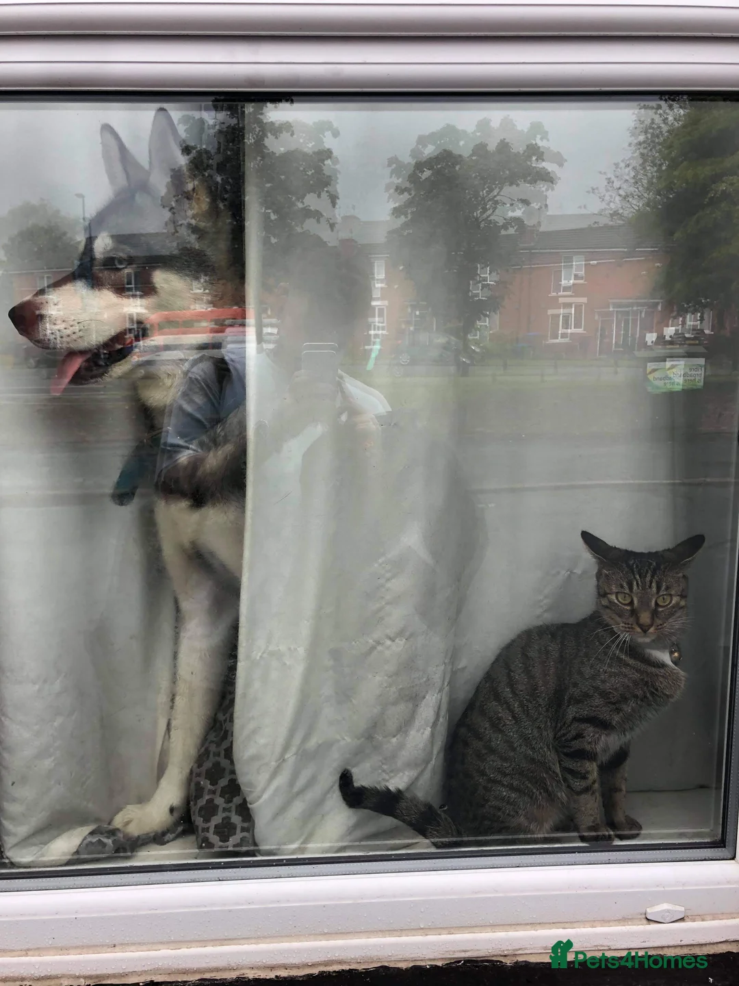 Siberian Husky dogs for stud:  Loki in Heywood - Advert 4