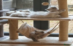 Ragdoll cats for sale: Ragdoll litter for sale  - Image 11