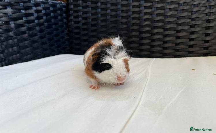 Guinea Pig rodents - Advert 13