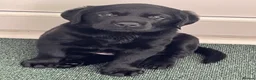 Labrador Retriever dogs for sale: Black Labrador Dog Pup - Advert 2