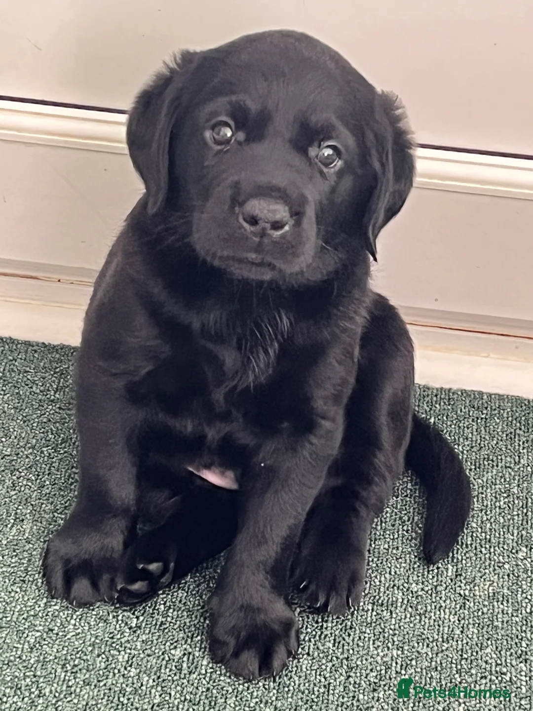 Labrador Retriever dogs for sale: Black Labrador Dog Pup - Advert 2