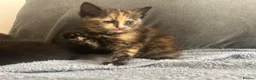 Mixed Breed cats for sale: Beautiful Fluffy Ragdoll Cross kittens  in Chester - Advert 6