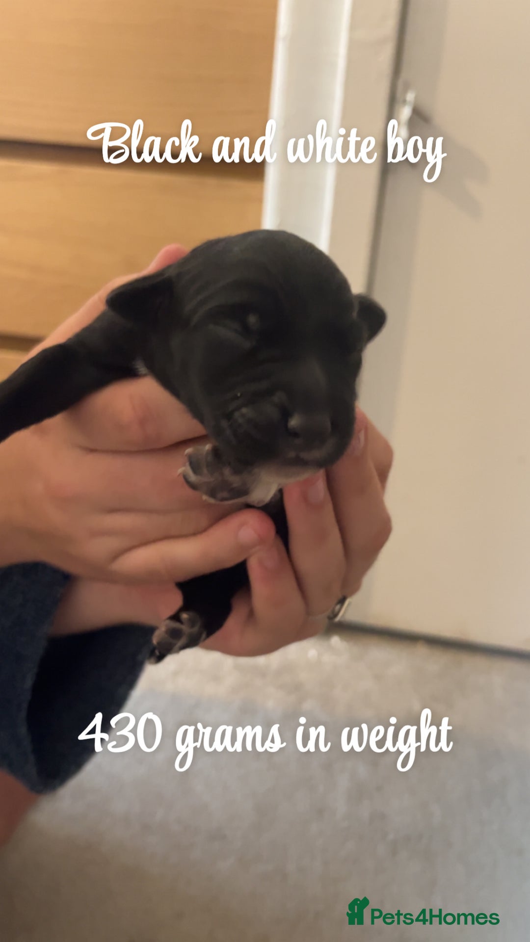 Mixed Breed dogs for sale: Puppies for sale - Image 8