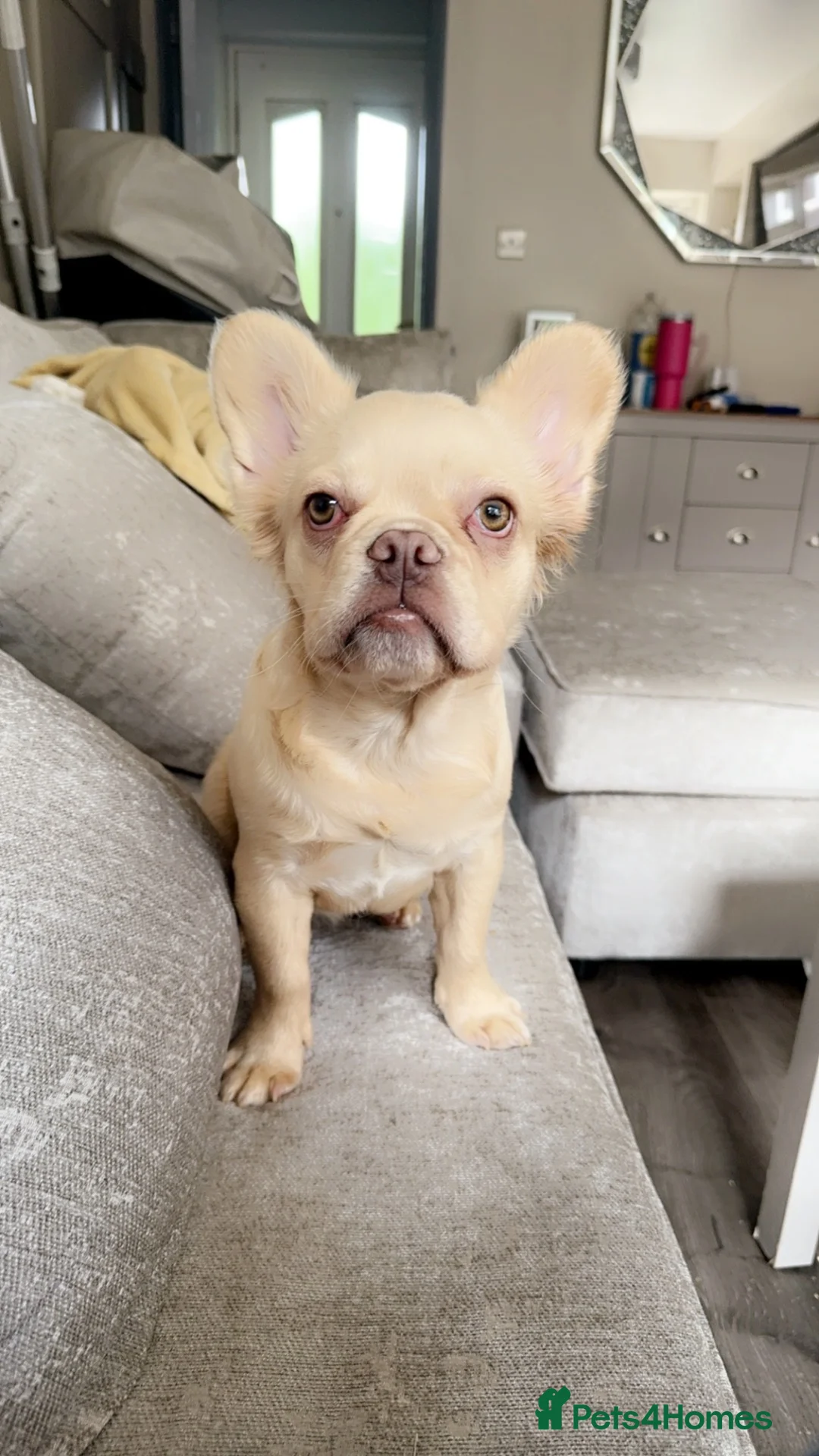 French Bulldog dogs for sale: KC Fluffy Frenchie - Male  - Advert 2