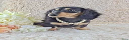 Dachshund dogs for sale: Stunning Long Coat Miniature Dachshund - Advert 6
