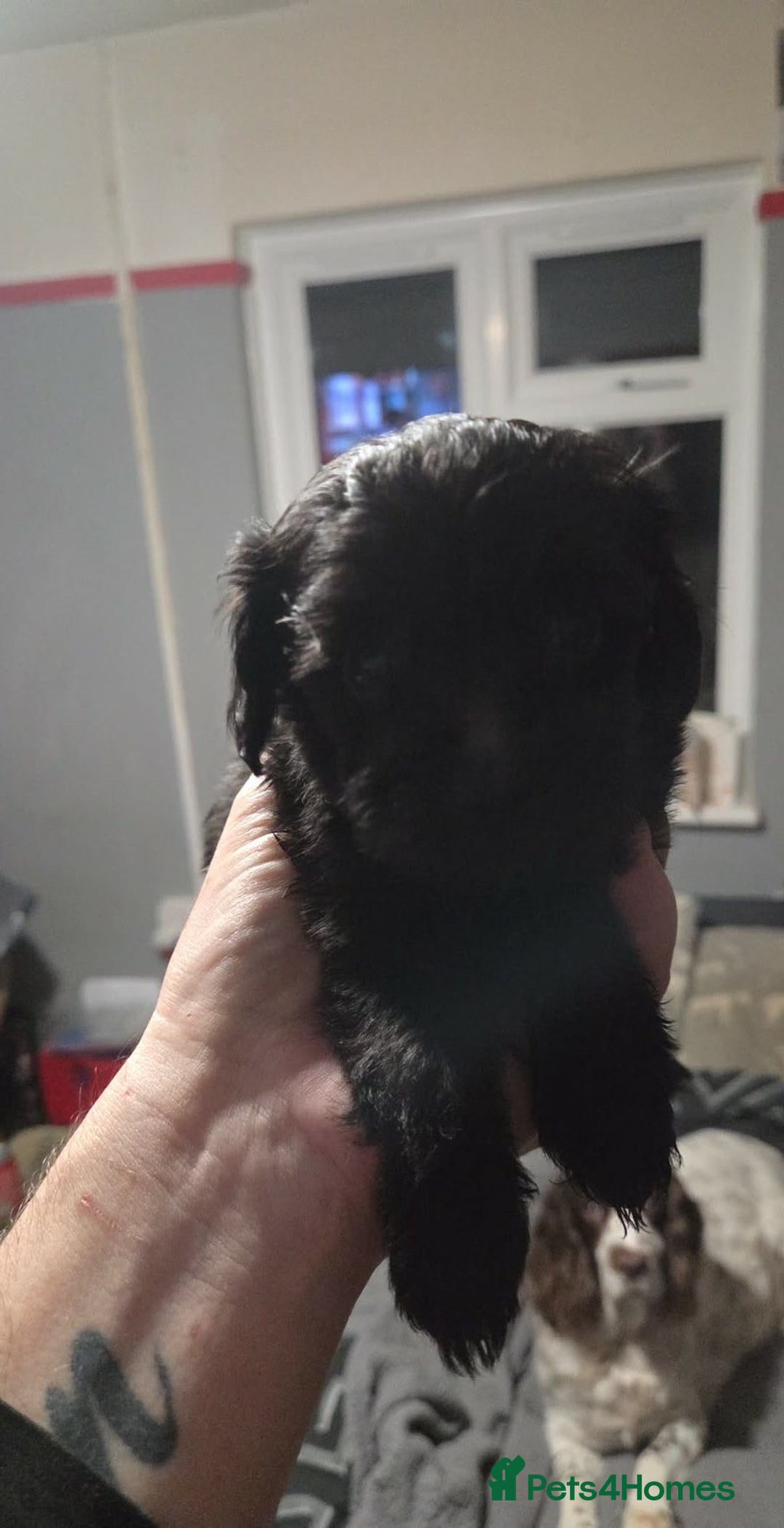 Cockapoo dogs for sale: Cockapoo pups - Advert 2