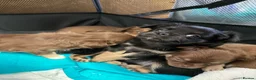 Chihuahua dogs for sale: Long haired chihuahua pups  in Rotherham - Advert 27
