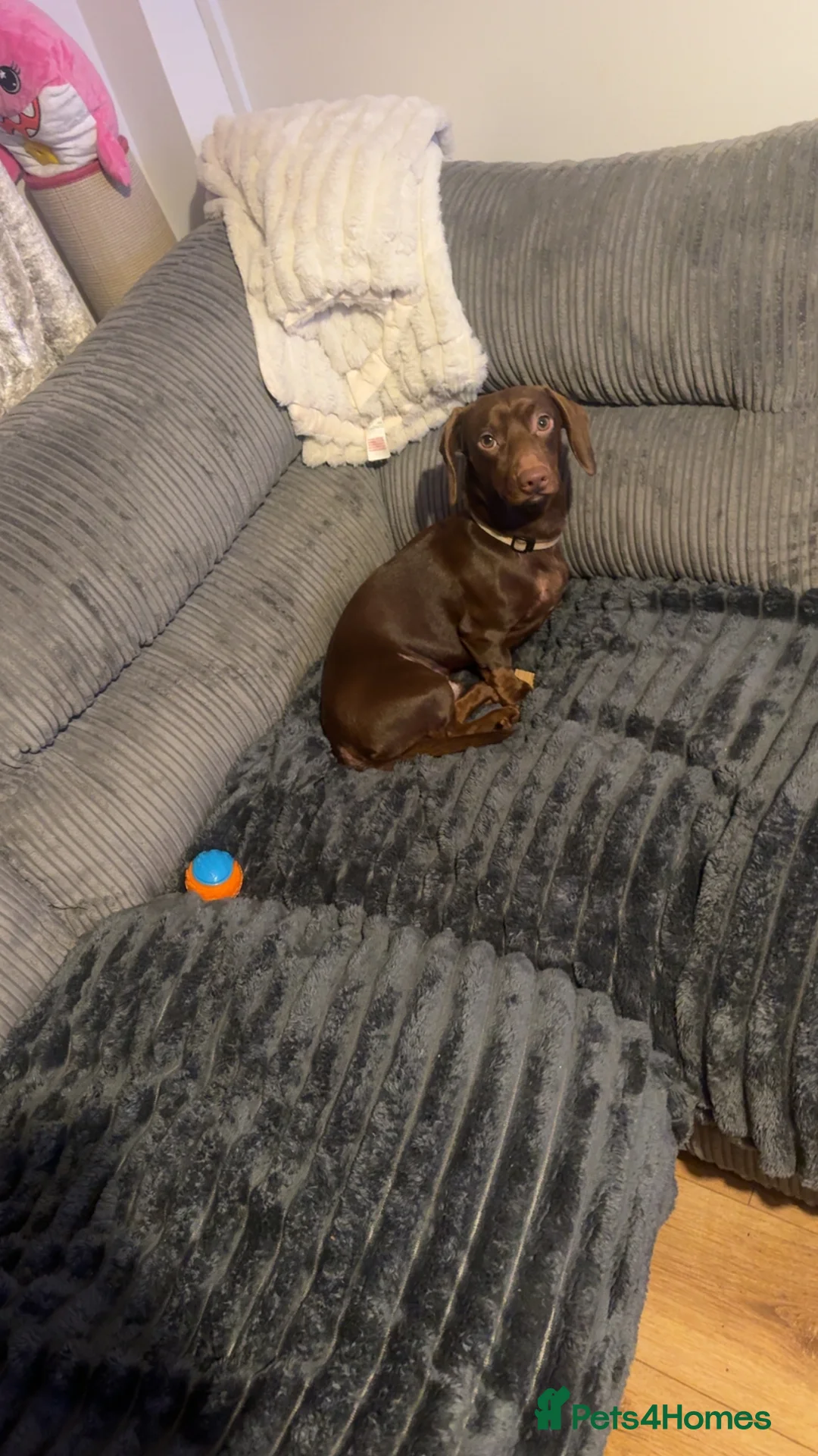 Dachshund dogs for stud: Dachshund stud - Advert 3