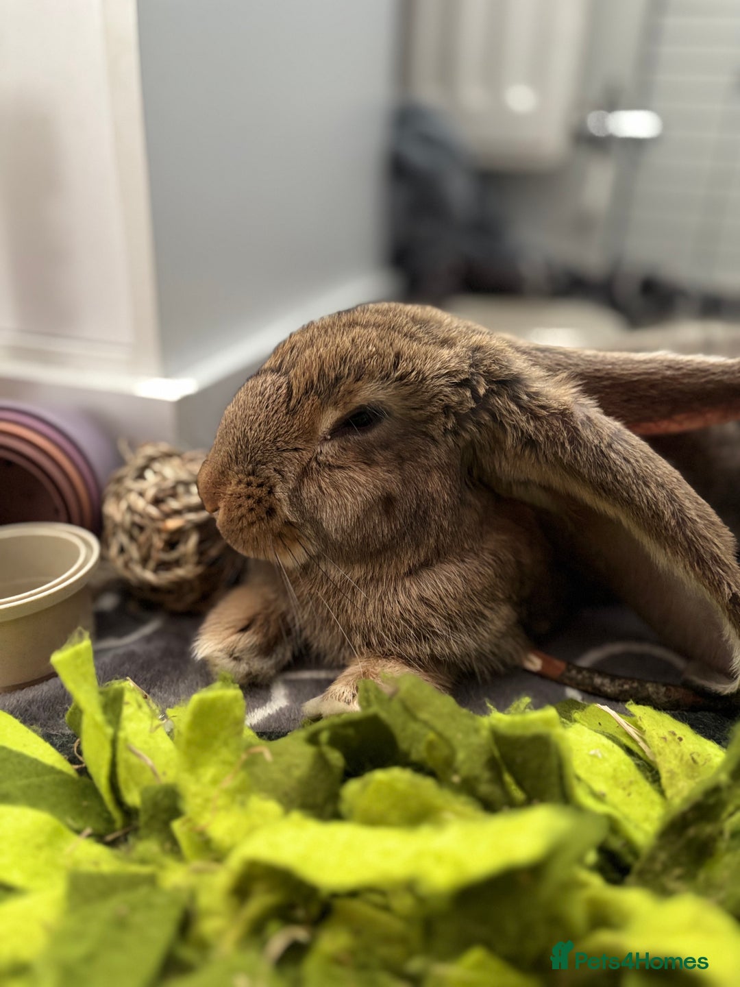 Continental Giant rabbits for sale: Míro The Continental Giant Rabbit - Advert 3