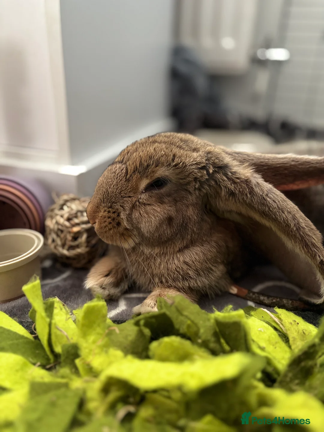 Continental Giant rabbits for sale: Míro The Continental Giant Rabbit - Advert 3