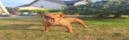 Labrador Retriever dogs for sale: Pondizfields Male Fox Red Labrador pups in Machynlleth - Advert 11