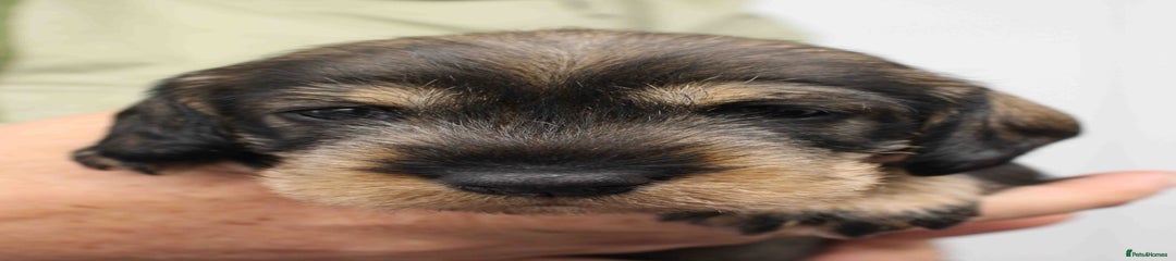 Pink Collar - Female