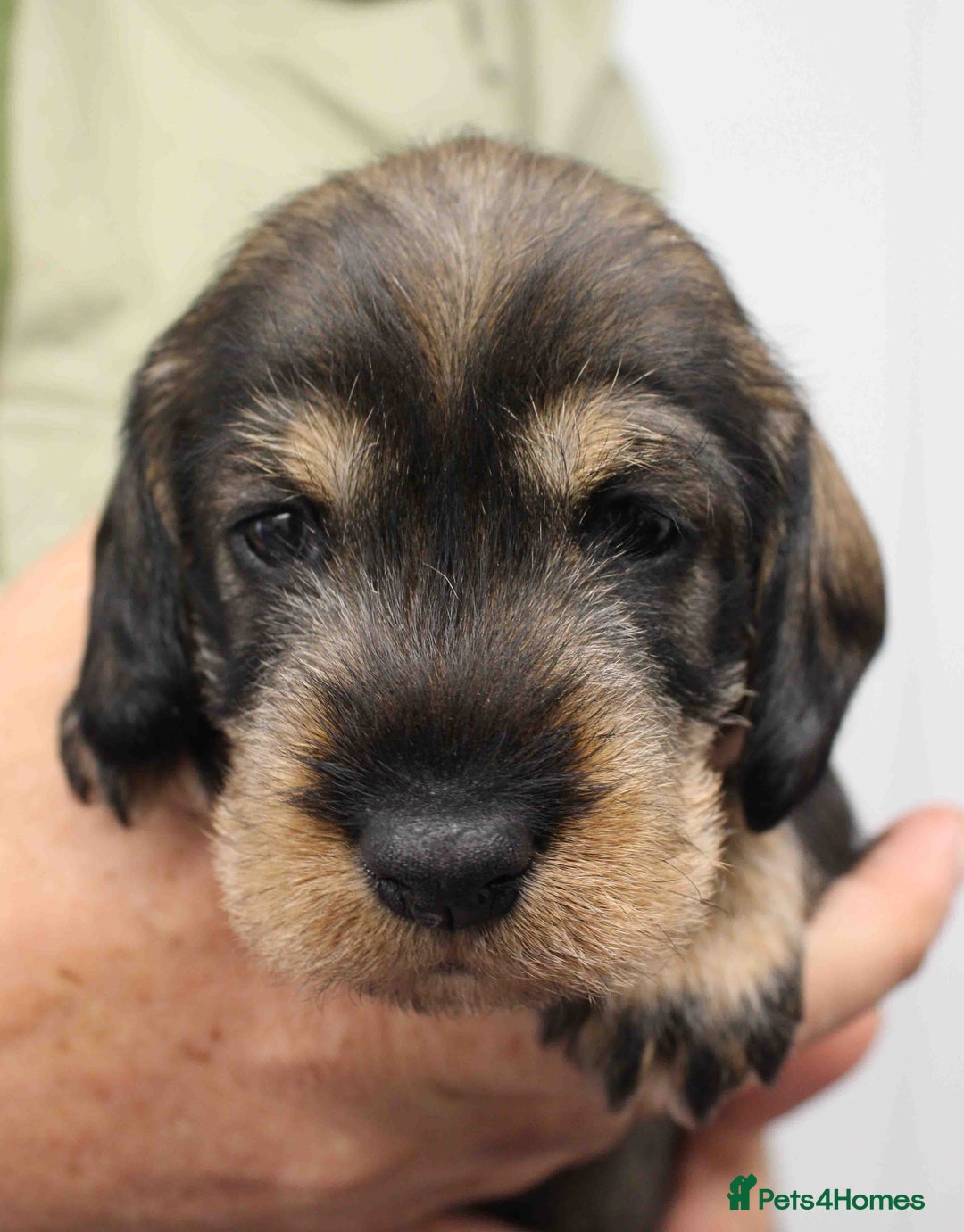 Dachshund dogs for sale: Wire Haired Dachshund Puppies - Image 15