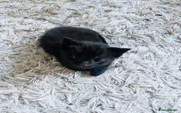 Russian Blue cats for sale: Russian blue mix  - Image 3