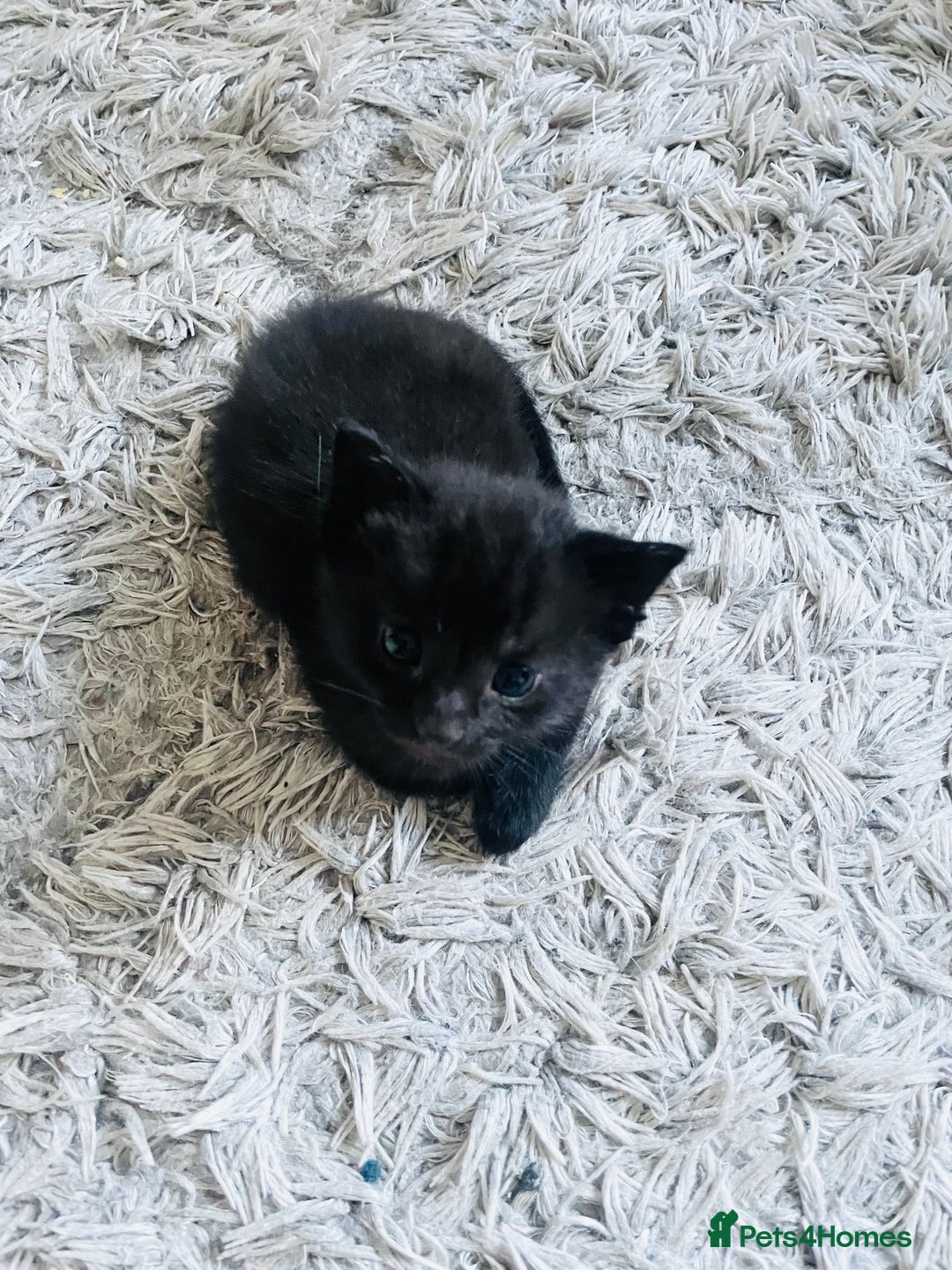 Russian Blue cats for sale: Russian blue mix  - Image 3