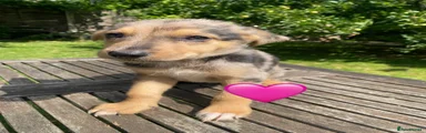 German Shepherd 8